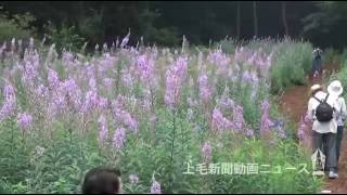 ヤナギランやキキョウ　夏の自然園　花盛り　渋川