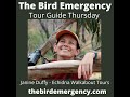 035 Tour Guide Thursday with Janine Duffy - Echidna Walkabout Tours