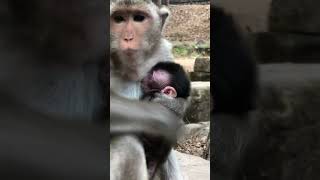 🤔🔚 #shorts #babymonkey #animals #reels #fyp #usa #monkey #funnyvideo #funnymonkey #funnymonkey