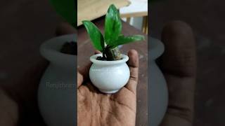 Cute Marble Pot ഇതുപോലെ ഒരു ചെടിച്ചട്ടി കണ്ടിട്ടുണ്ടോ  #viralvideo #viralmusic #ytshorts  #music