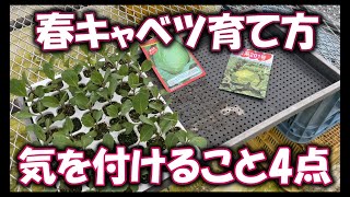 【春キャベツ】の育て方の気をつけたいポイント4つ。温暖地の特に種まきがない場合植えておくのもありかもしれません。