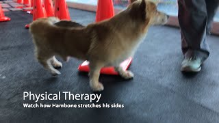 Hambone in Phsyical Therapy with BARC