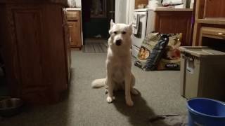 HUSKIES!! Gotta love em!