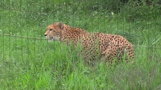 2016年　富士サファリパーク　ウォーキンクサファリ・ふれあい広場で動物を撮る。