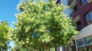 Sophora japonica: lush bloom.#nature #tasty #tenderness #love #good #beautiful #trees #naturelovers