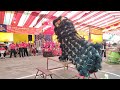 【4k video】*9.03分* 亚军 新加坡狮城扬威文化团 传统舞狮 舞狮 比赛 tariansinga liondance 【 善福宫杯 第十三届善福宫杯马新传统南狮争霸赛】