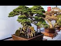 BEST IN SHOW PAMNAS GIANYAR 2022 || BONSAI SANTIGI MANOHARA || PPBI BALI