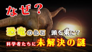 【90秒報道】なぜ東に向く？雲南省で発見された恐竜化石、謎のポーズ