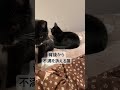 【猫動画】お気に入りの場所に無邪気に居座る猫に不満を隠しきれない猫　 shorts