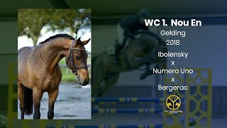 WC1 Nou En (Ibolensky x Numero Uno x Bergerac) gelding 2018