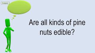 Are All Kinds Of Pine Nuts Edible?