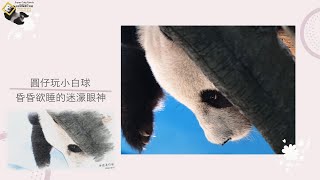 20231001 圓仔昏昏欲睡的慛眠眼神超萌，睡醒後玩了一場小白球，竹葉吃一半用腳腳抓癢可愛瞬間 The Giant Panda Yuan Zai