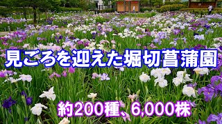 【4K】見頃です！江戸名所の堀切菖蒲園「菖蒲まつり2023」