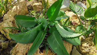 Growing Marnier's Kalanchoe