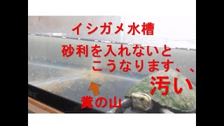 イシガメ水槽を水替えする！ 砂利を入れないとこうなります。