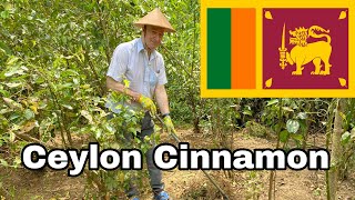 Ceylon Cinnamon Cultivation in Sri Lanka | growing ceylon cinnamon | Travel Sri Lanka 🇱🇰