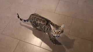 Jack the Bengal wants breakfast