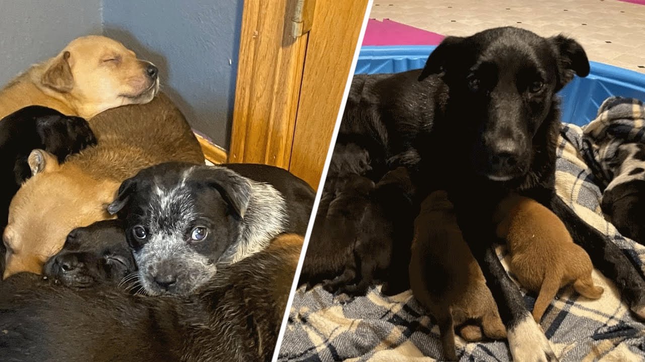 After Losing Her Babies, Mama Dog Adopts Orphaned Puppies - YouTube