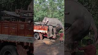 വള്ളംകുളം നാരായണൻകുട്ടി #elephant #thrikadavoorshivaraju #pampadirajan #shorts