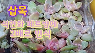 다육이 번식🔴Succulent 석연화 페트병에 2배로 번식하기 삽목 bottle garden 다육식물 페트병화분 多肉植物