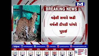 નવસારી : ચીખલીના કલિયારી ગામે દિપડી પાંજરે પુરાઈ | MantavyaNews