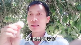 巧哥要去进货卖菜，爸妈叫过段时间再去，因为家里荔枝实在太多了