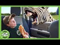 Animal Adventure Park Zoo | T-Rex Ranch Adventures | Kids Songs | Moonbug Kids