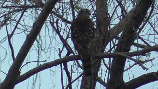 S0114　Oita River　Northern Goshawk ?　Large-Billed Crow 2 Birds