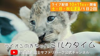 今だけ！ライオンの赤ちゃん「ミルクタイム」告知映像