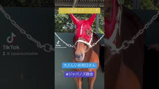 #オーストラリア競馬 #海外競馬 #一口馬主 #共有馬主 #horse  #ジャパノズ厩舎