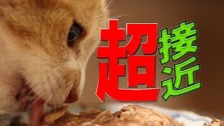 食事姿をマクロレンズで超アップ撮影されるねこ 【Cat To Be Taken With A Macro Lens Meal Appearance】