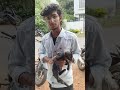 இனிமேல் உங்க வீட்டு செல்லகுட்டி 🥰😍❤️ anshikamobile colachel dog dogsofinstagram instadog pet