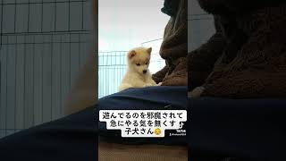 【 生後2ヶ月】イタズラを邪魔されてご機嫌斜めな子犬さん　#mix犬 #ポメラニアン #豆柴 #子犬 #成長記録 #柴犬 #かわいい #愛犬 #ペット #ポメ柴 #犬