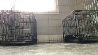Rosie and Sauce - Timelapse of settling in their crates after playtime