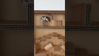 Maze with hamster traps