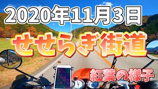 【モトブログ】2020年11月3日 せせらぎ街道紅葉の様子【スクランブラーテンペスト125】