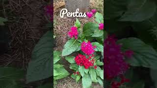 Beautiful pentas flowers ready to be planted in the garden💕 #shorts #flowers #pentas #kawaii