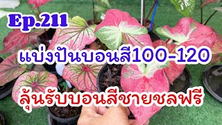 Ep.211 #บอนสีสวยๆต้นใหญ่100-120บาท ลุ้นรับบอนสีชายชลฟรี