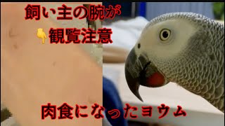 【観覧注意】発情期のヨウムとの遊びは命懸け！誕生日前にヨウムのチキンマン激おこです。