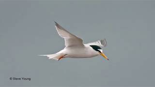 Adrian Hibbert   Gronant's Little Terns