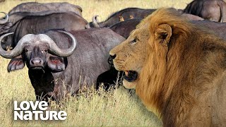 Buffalo Herd Under Attack By Hungry Lions at Night | Love Nature