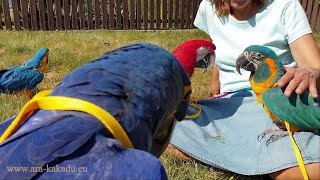 246- Ara Erik pomáhá sekat trávu - Macaw Erik helps to mow the grass