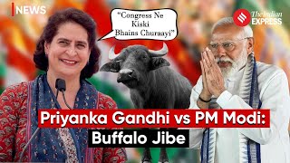 Priyanka Gandhi Counters PM Modi's Allegation, Questions Claim on Congress Taking Away "Buffaloes"