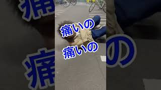 5秒でクスッと笑える動画　#shorts #tiktok