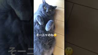 下腹部の脂肪を落としたいブリ猫！法廷の人間模様を裁くねこ。#Shorts