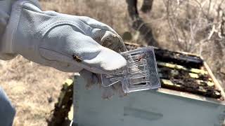 Inspecting an abandoned Hive