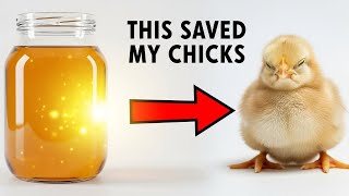 Why Most Chicks Don’t Survive the First 14 Days (And How to Fix It)