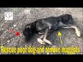 Rescue poor dog and remove maggots