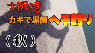 久しぶりにヘチ釣りです。エサが無いので、カキの剥き身で挑戦‼︎ 　大阪湾　黒鯛　釣りに行きたくなる動画