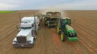 Organic onion harvest 2015